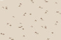 Birdflight Grey - Family Fabrics B.V.
