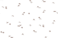 Birdflight Snowwhite Grey - Family Fabrics B.V.