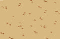 Birdflight Wheat - Family Fabrics B.V.