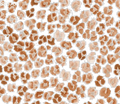 Leopards Spots Tiny - Family Fabrics B.V.