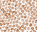 Leopards Spots - Family Fabrics B.V.
