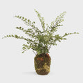 Maidenhair Fern Drop-in 13"