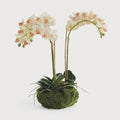 Phalaenopsis Orchid 16" Mini Garden Drop-in