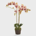Phalaenopsis Orchid Drop-in 32"