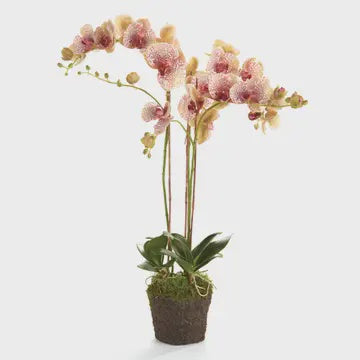 Phalaenopsis Orchid Drop-in 32"