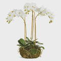Phalaenopsis Orchid Mini Garden Drop-in 16"