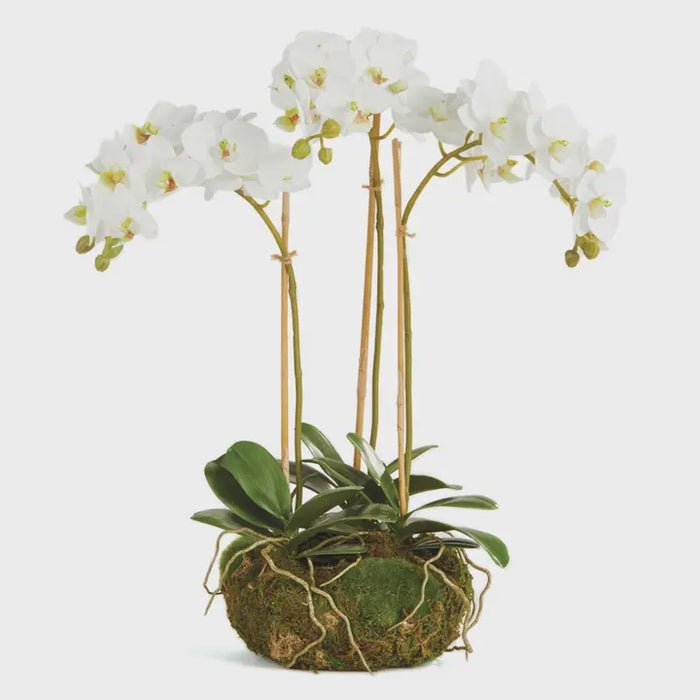 Phalaenopsis Orchid Mini Garden Drop-in 16"